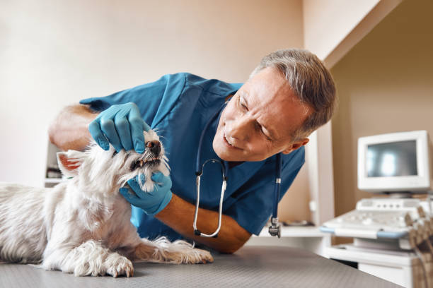 Best Dental Abscess Treatment in Newtown Grant, PA